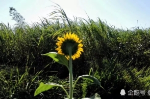 河流考核氨氮,海域考核无机氮,河海考核指标应该衔接起来_bsports必一网页版(图1) bsports必一网页版